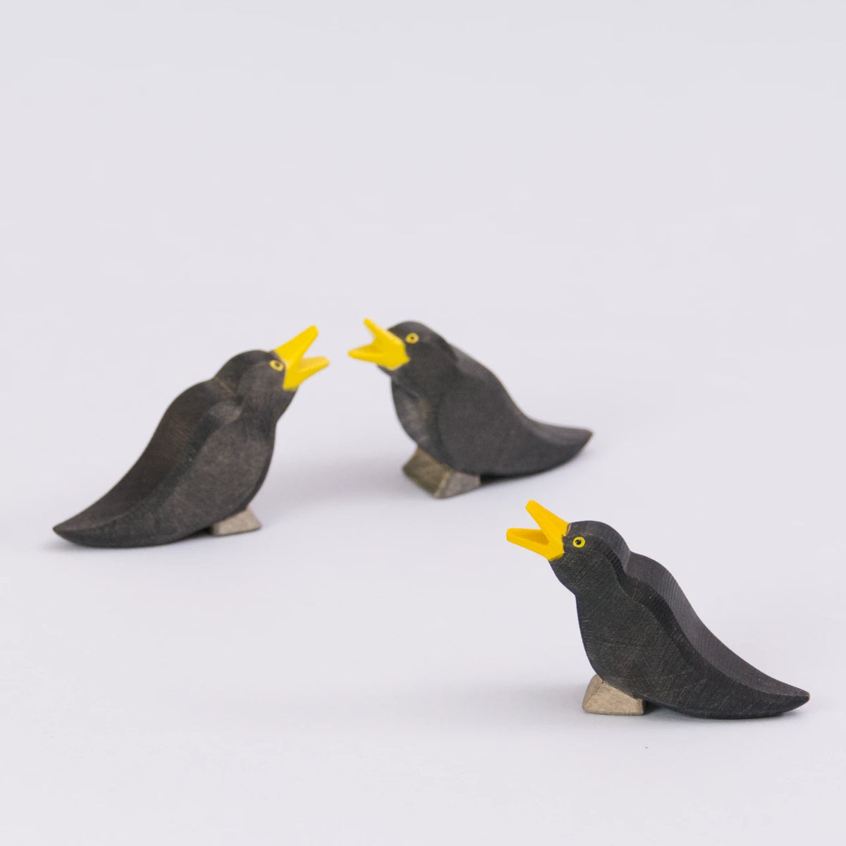 Amsel, Ostheimer Vogel – Foto 3