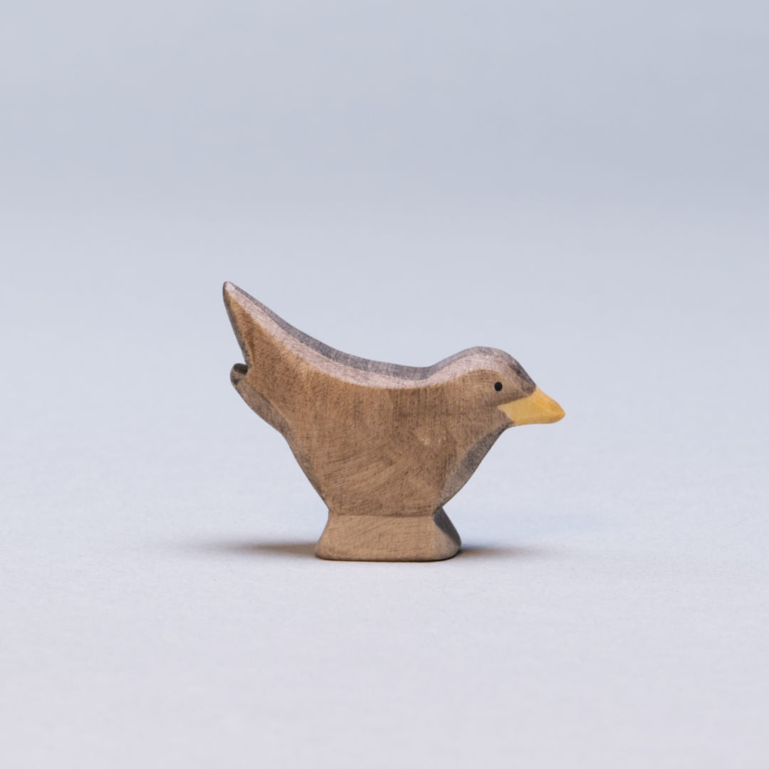 Eine Amsel von Holzviecherl mit einem orangenem Schnabel und dunklem Gefieder, hat einen nach oben hin gestreckten Schwanz.