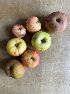 Viele bunte Bio-Äpfel für Apfelkuchen